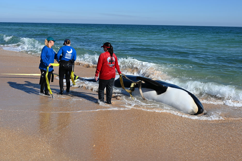 Killer Whale Beaches and Dies in Fla. Surf in Extremely Rare Event