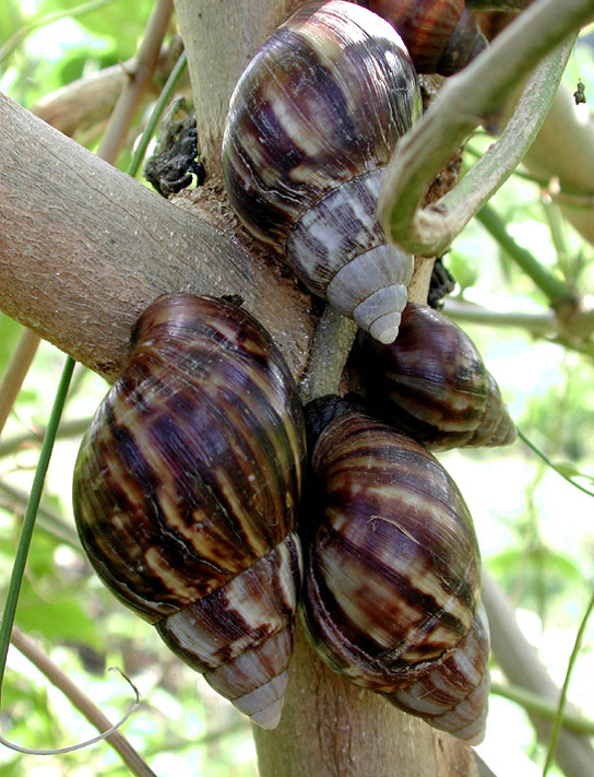 Invasion of the Giant African Snail Florida's Latest Slimy Bane