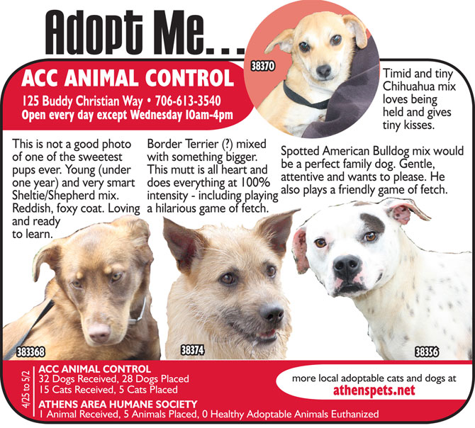 Pet Hotel Adopt Me Anna Blog