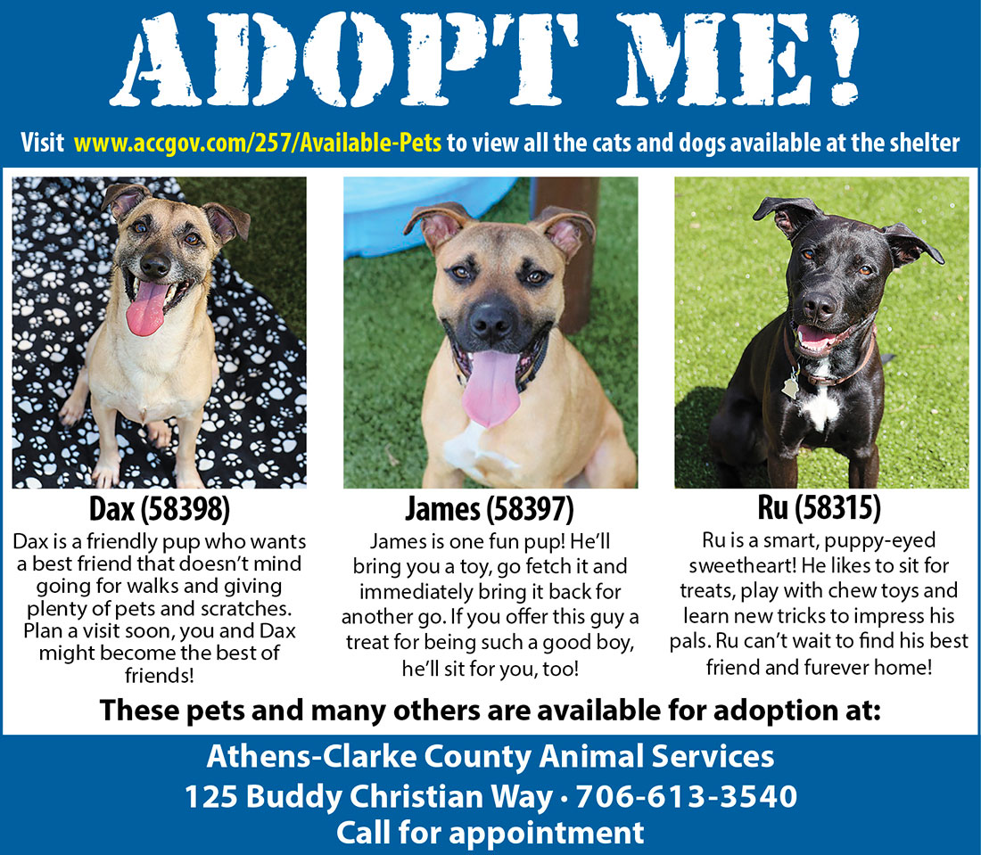 Adoptable Animals at ACC Animal Services Flagpole