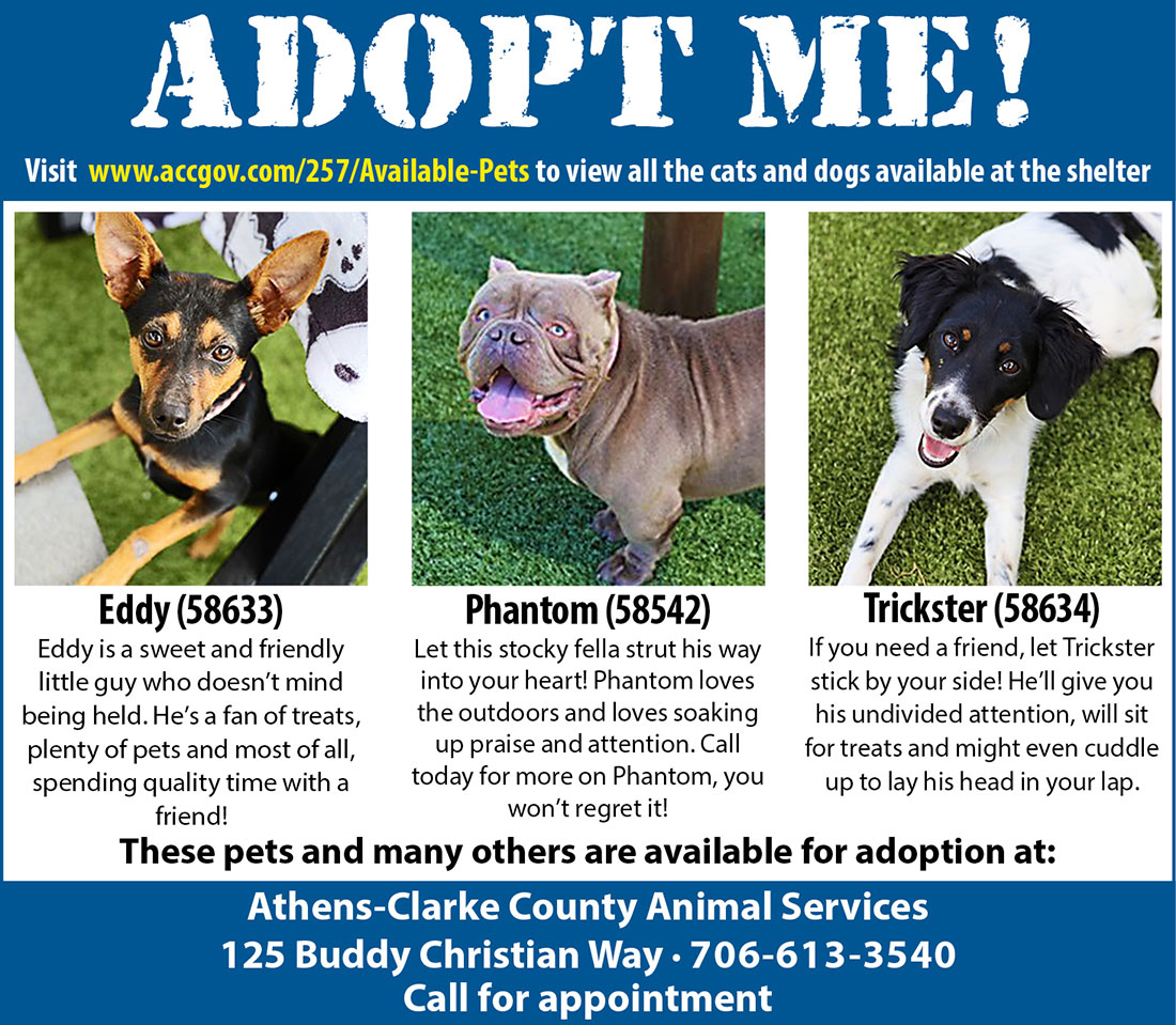 Adoptable Animals at ACC Animal Services Flagpole