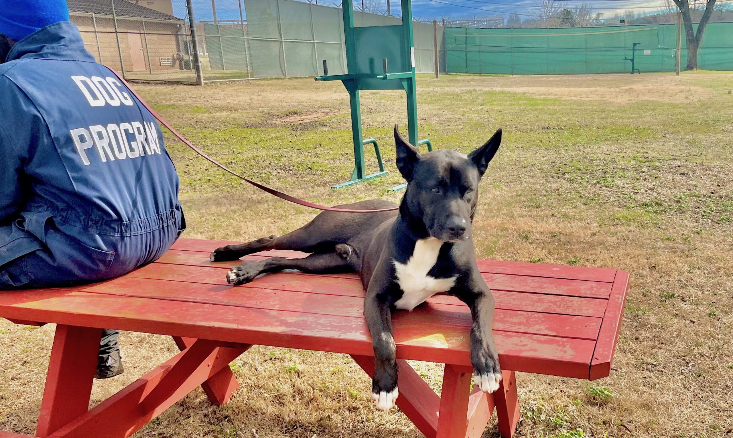 Project Homebound Dog Training Program Pairs Inmates and Shelter Dogs