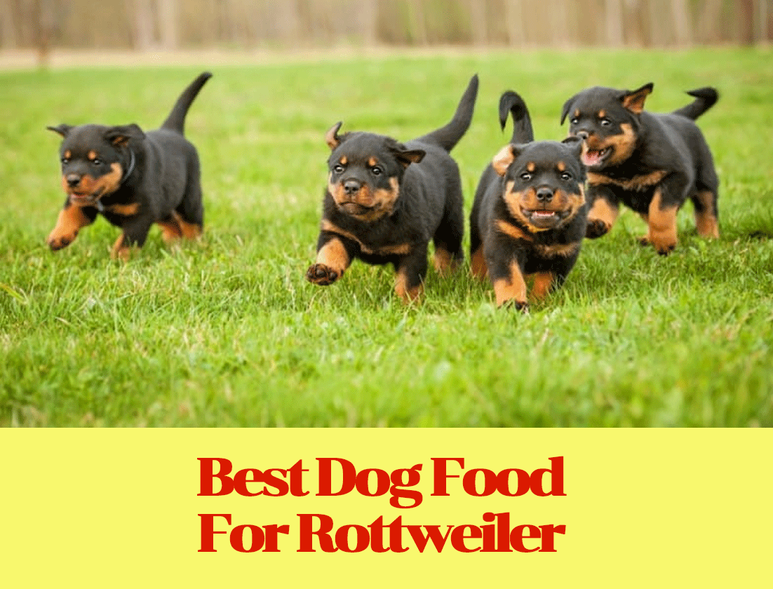 Best Dog Food For Rottweiler Flag Staff Boudoir