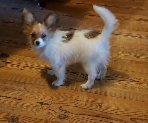 Male and Female Papillon Puppies Available Now Flakeads