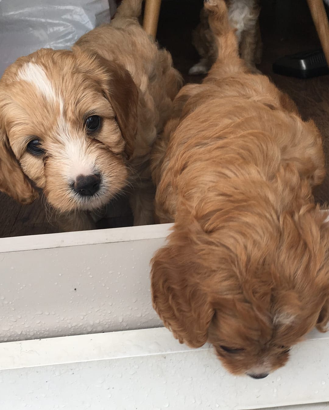 Cavapoo Litters available now Flakeads
