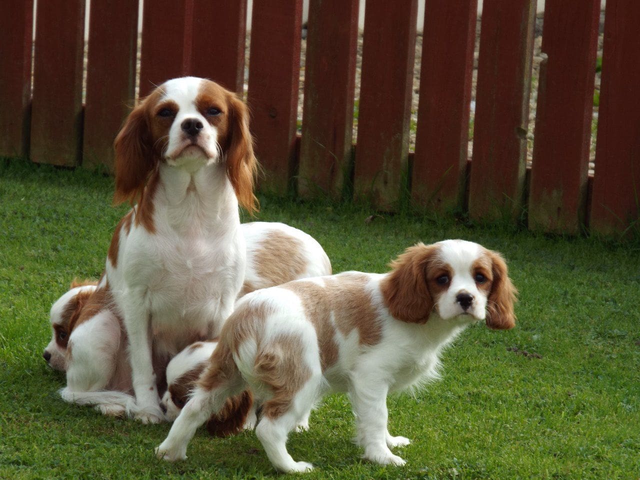 Beautiful Cavalier King Charles Puppies Flake Ads, Free Ads, United