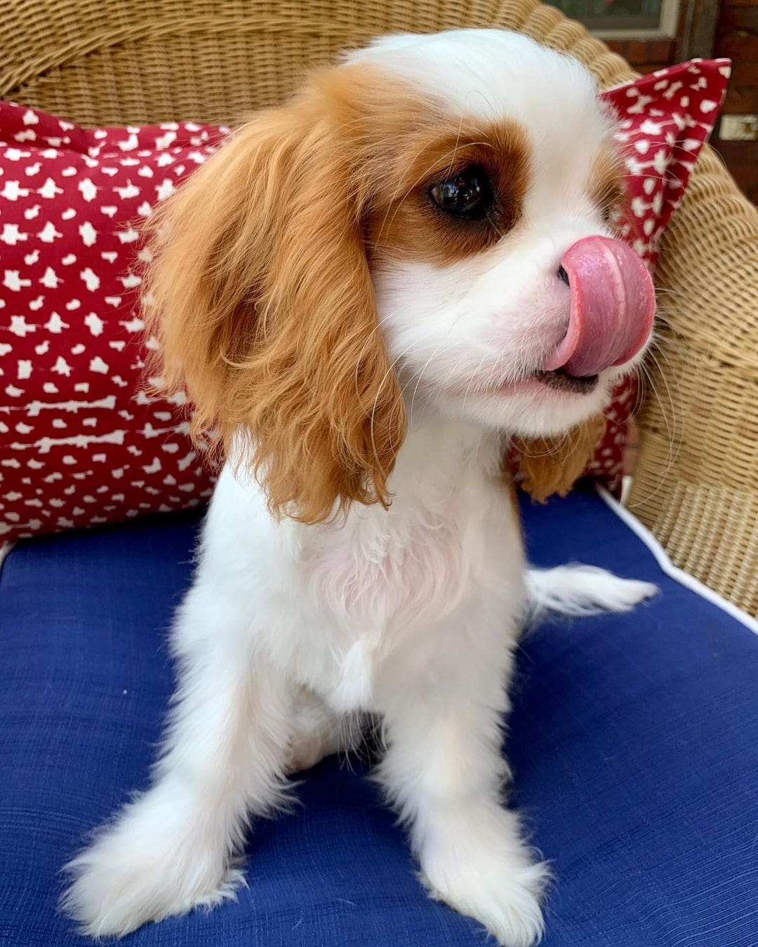 Beautiful Cavalier King Charles Spaniel Pups Flakeads