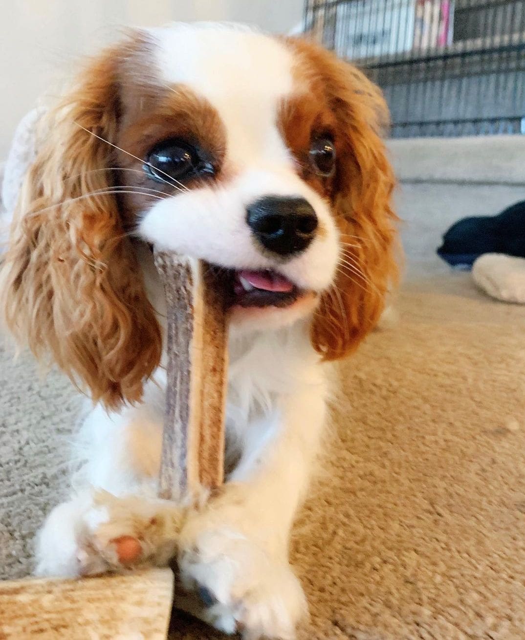 Beautiful Cavalier King Charles Spaniel Pups Flakeads