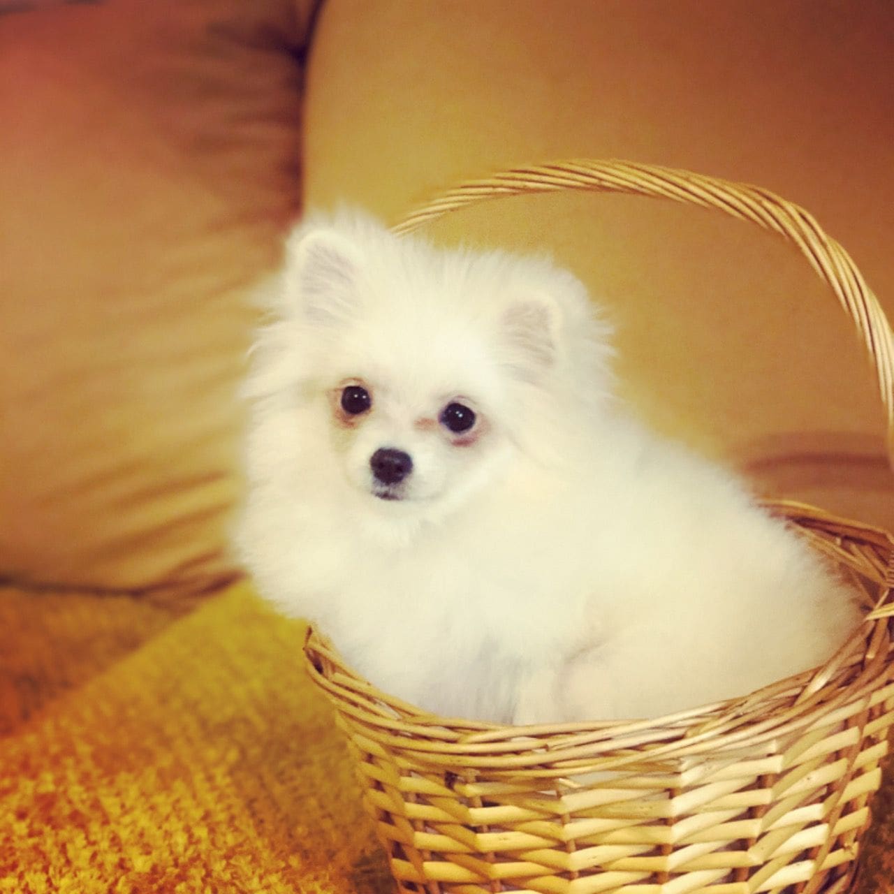 Healthy Teacup White Pomeranian Puppies For Sale Pets Free