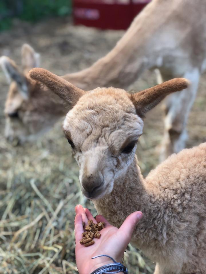 Petting Zoo in Simsbury, CT Flamig Farm