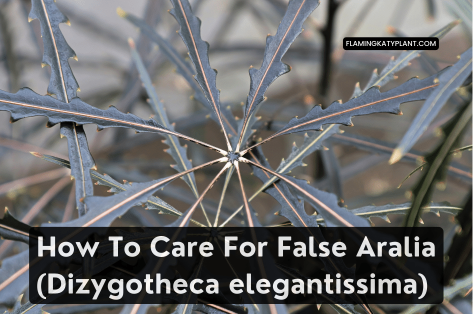 How To Care For False Aralia (Dizygotheca elegantissima) Flaming Katy