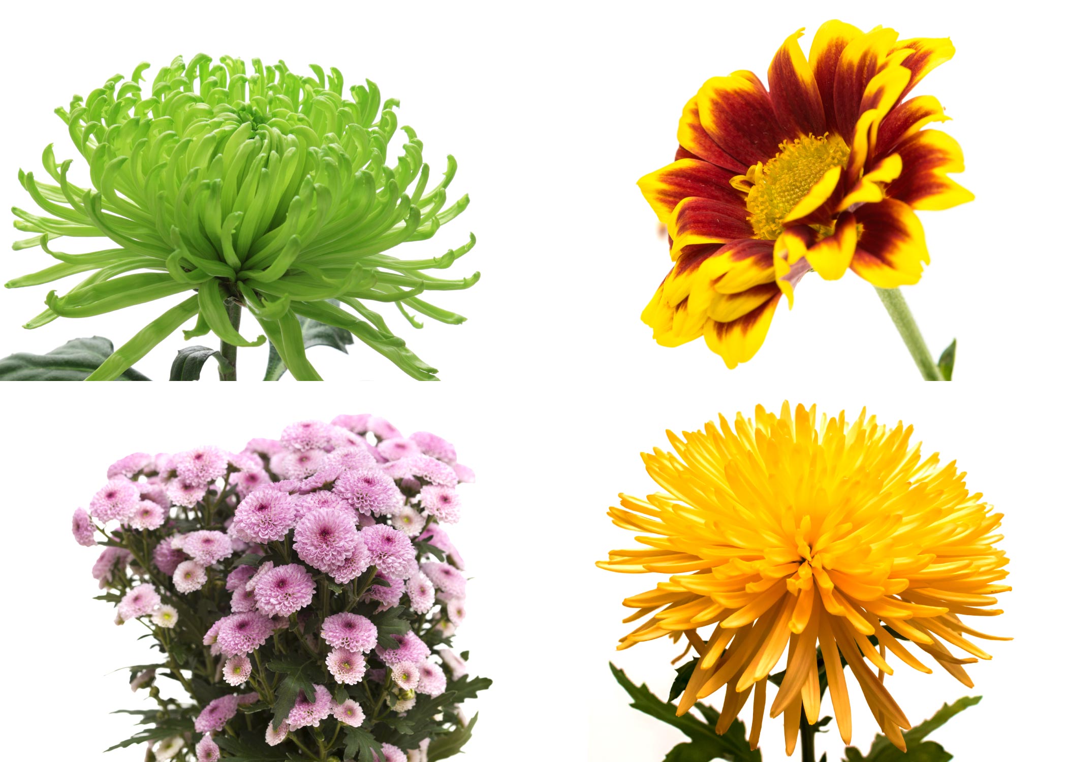 Chrysanthemums Flamingo