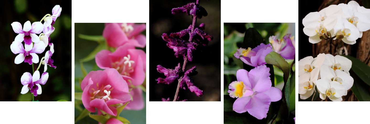 Home Flamingo Gardens