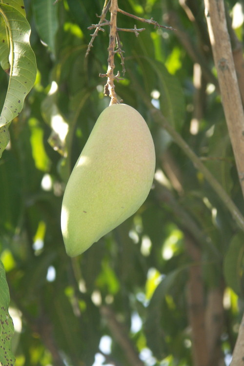 Nature Notes Nam Doc Mai Mango