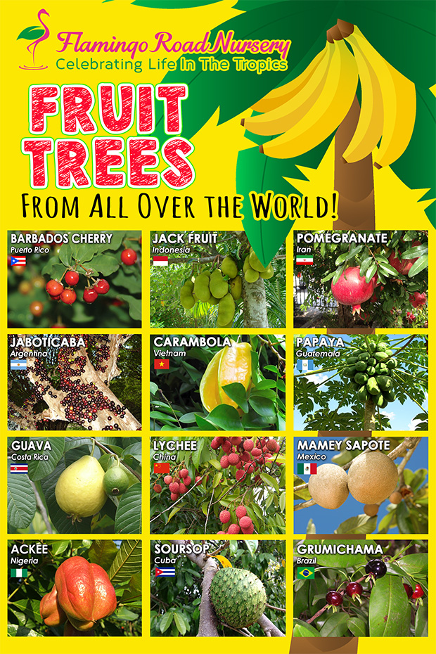 Specials VIP Savings Flamingo Road Nursery Davie, FL Flamingo