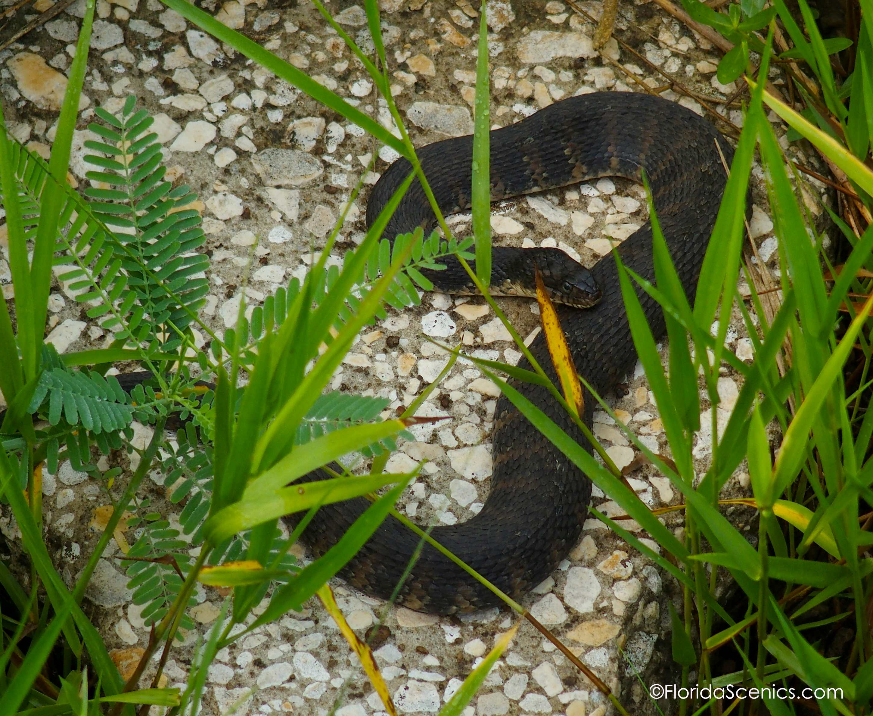 Red banded water snake Florida Scenics Blog The art of Sharon Osterholt