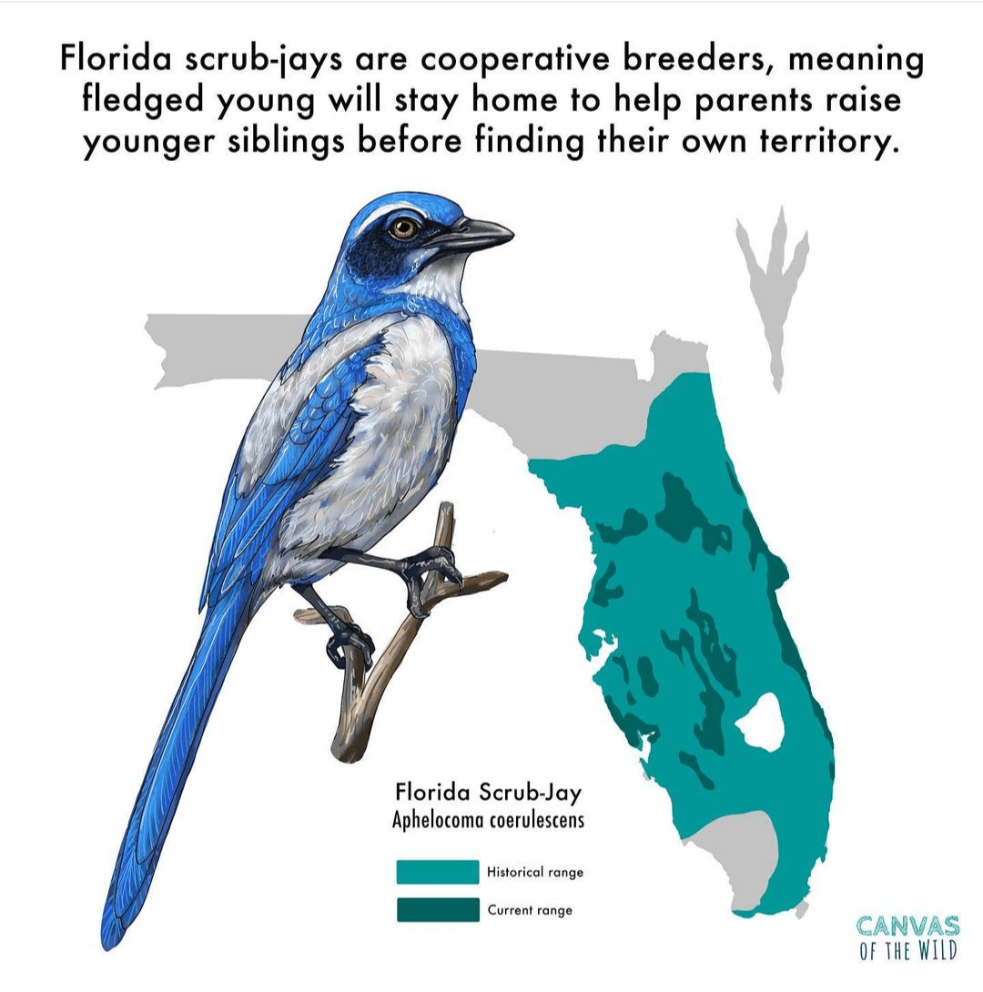 Then and Now A Study of the Florida Scrub Jay