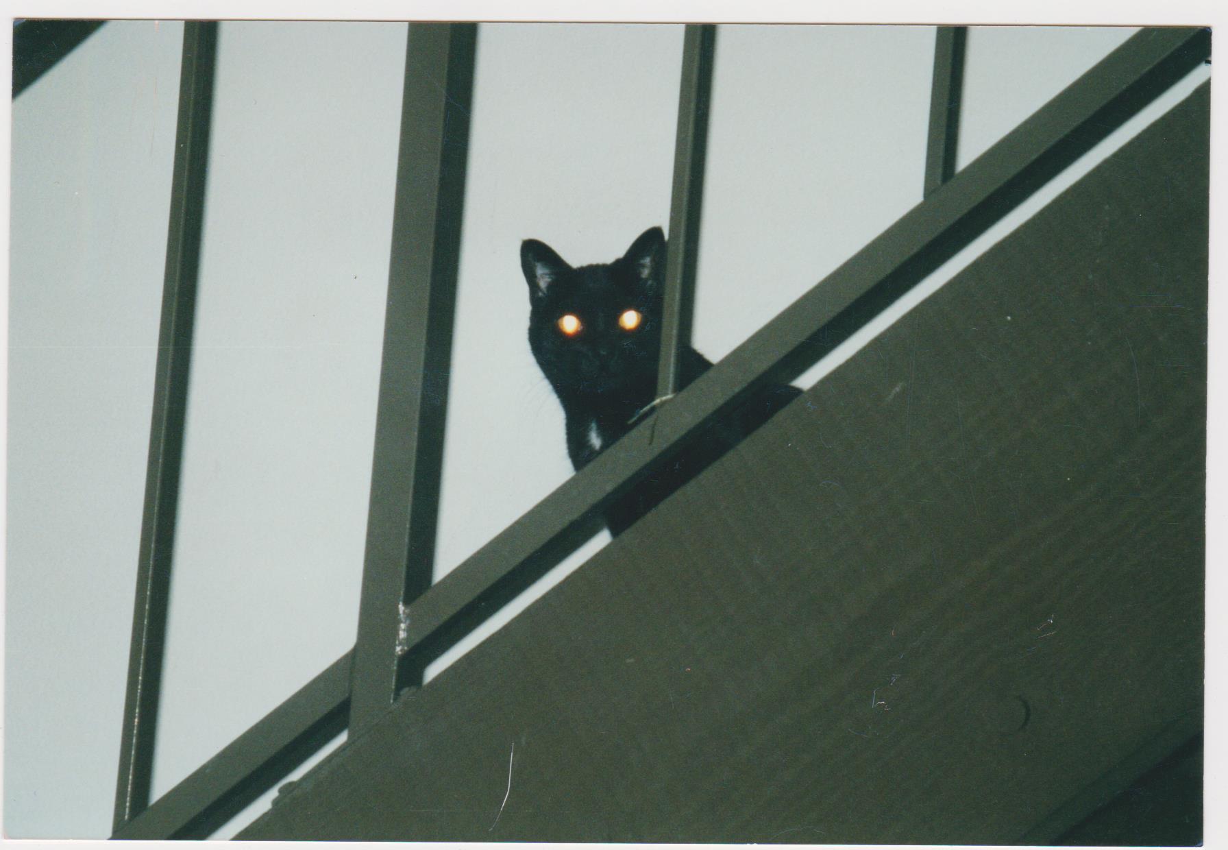 Cat Shots Demonic Glowing Eyed Cats And How To Photograph A Feline