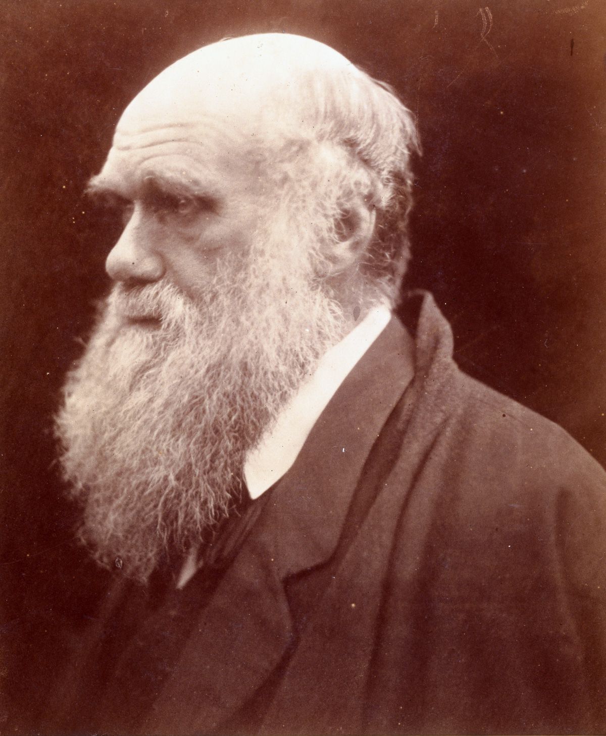 1875 Naturalist Charles Darwin. Flashbak