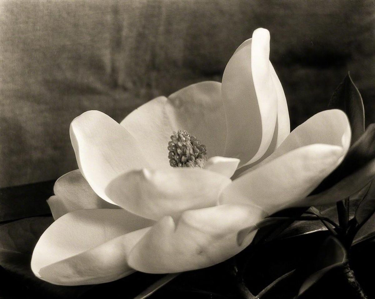 Imogen Cunningham's Sublime CloseUp Botanical Photos from the 1920s