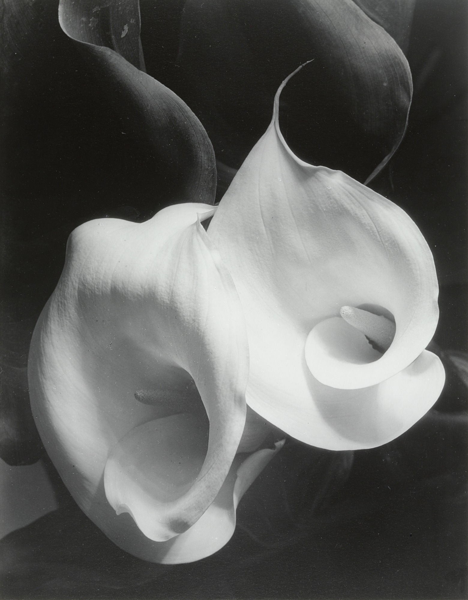 Imogen Cunningham's Sublime CloseUp Botanical Photos from the 1920s