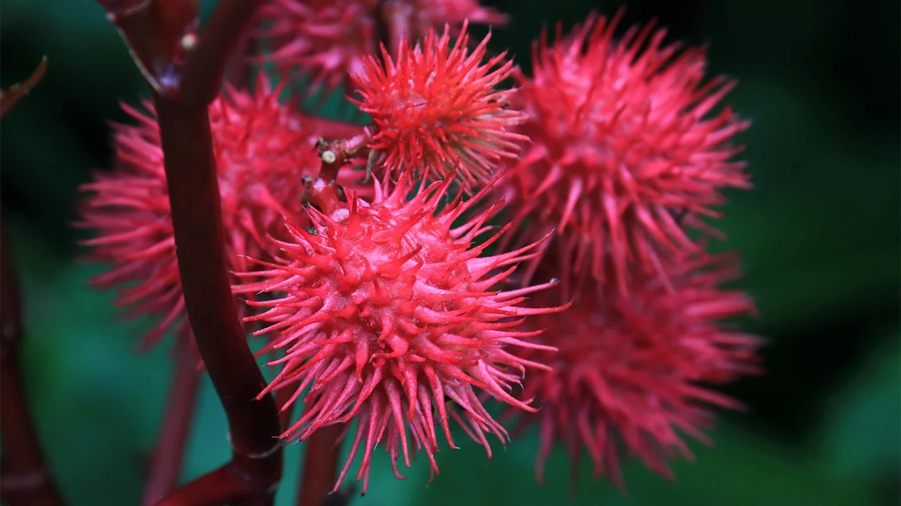 Top 12 Deadliest Plants in the World FlashLearners