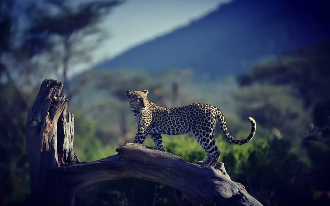 Why All Photographers Should Visit Kenya Flash McTours and Travel