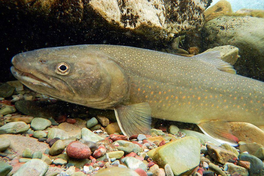 A New Era of Bull Trout Recovery Flathead Beacon