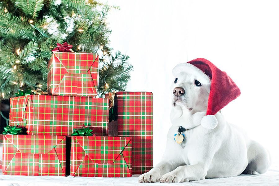 Pet Photo Fundraiser Flathead Beacon