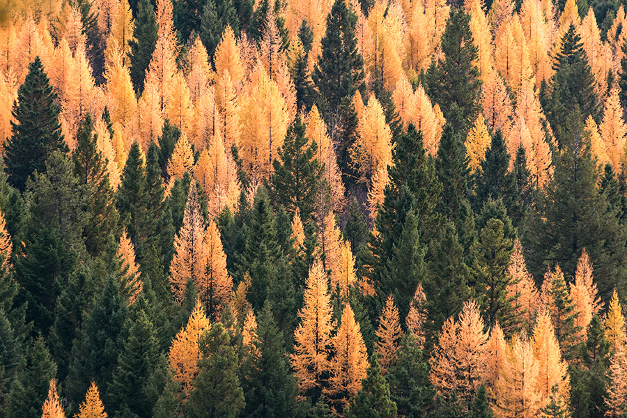 Photos Fall Colors Flathead Beacon