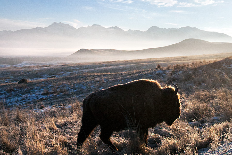 CSKT Renews Proposal for Ownership of Bison Range Flathead Beacon