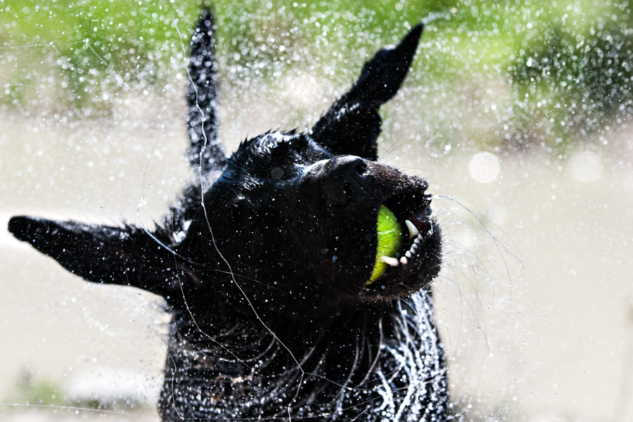 Kalispell’s First OffLeash Dog Park Opens Flathead Beacon