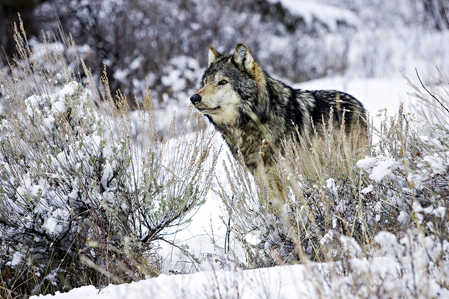 Montana curbs Wolf Hunt after 23 from Yellowstone Montana News