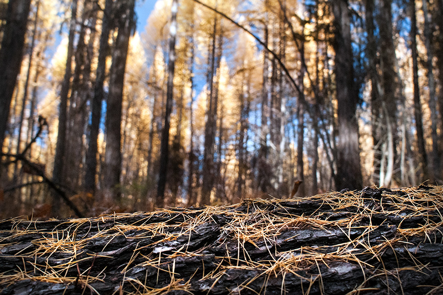 What's in a Name Larch or Tamarack? Flathead Beacon