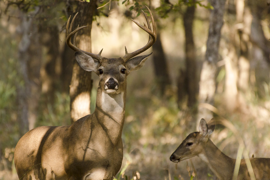 Big Game Hunting Season Begins This Weekend Flathead Beacon