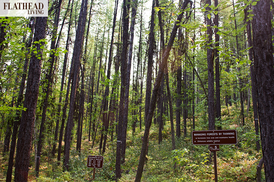 Larch Laboratory Flathead Beacon