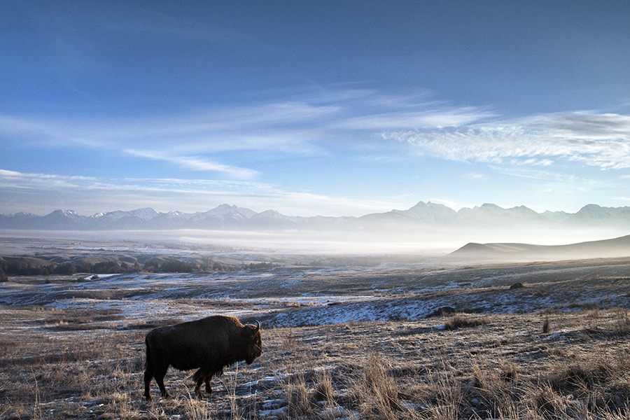 Tribes Enter New Era of Bison Range Management Flathead Beacon