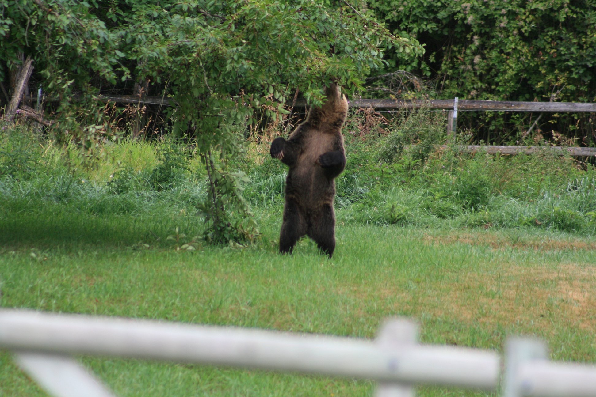 Flathead Valley’s Burgeoning Fruit Gleaning Programs Help Deter