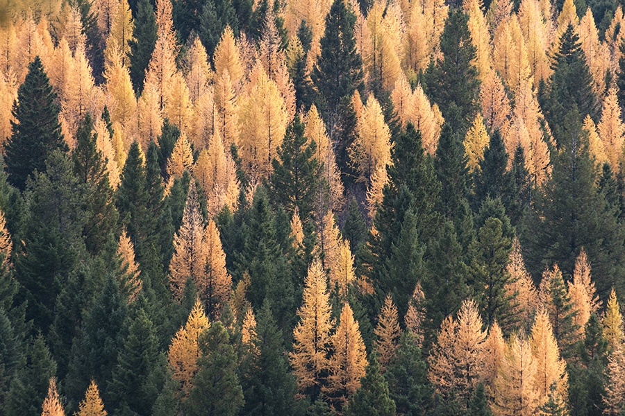 Luck of the Larch Flathead Beacon