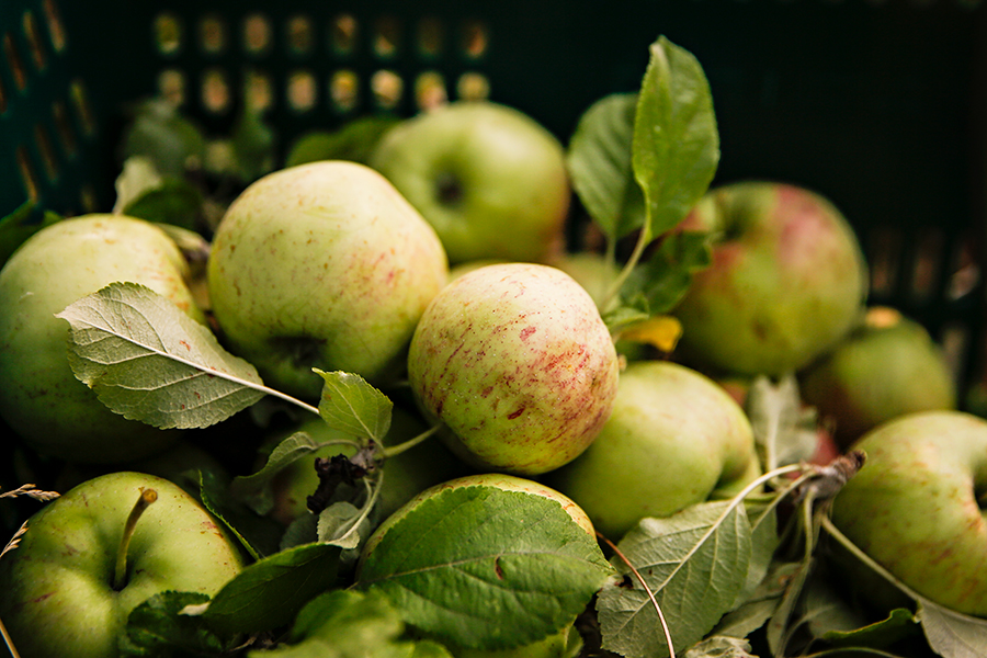 Photos Apple Picking Flathead Beacon