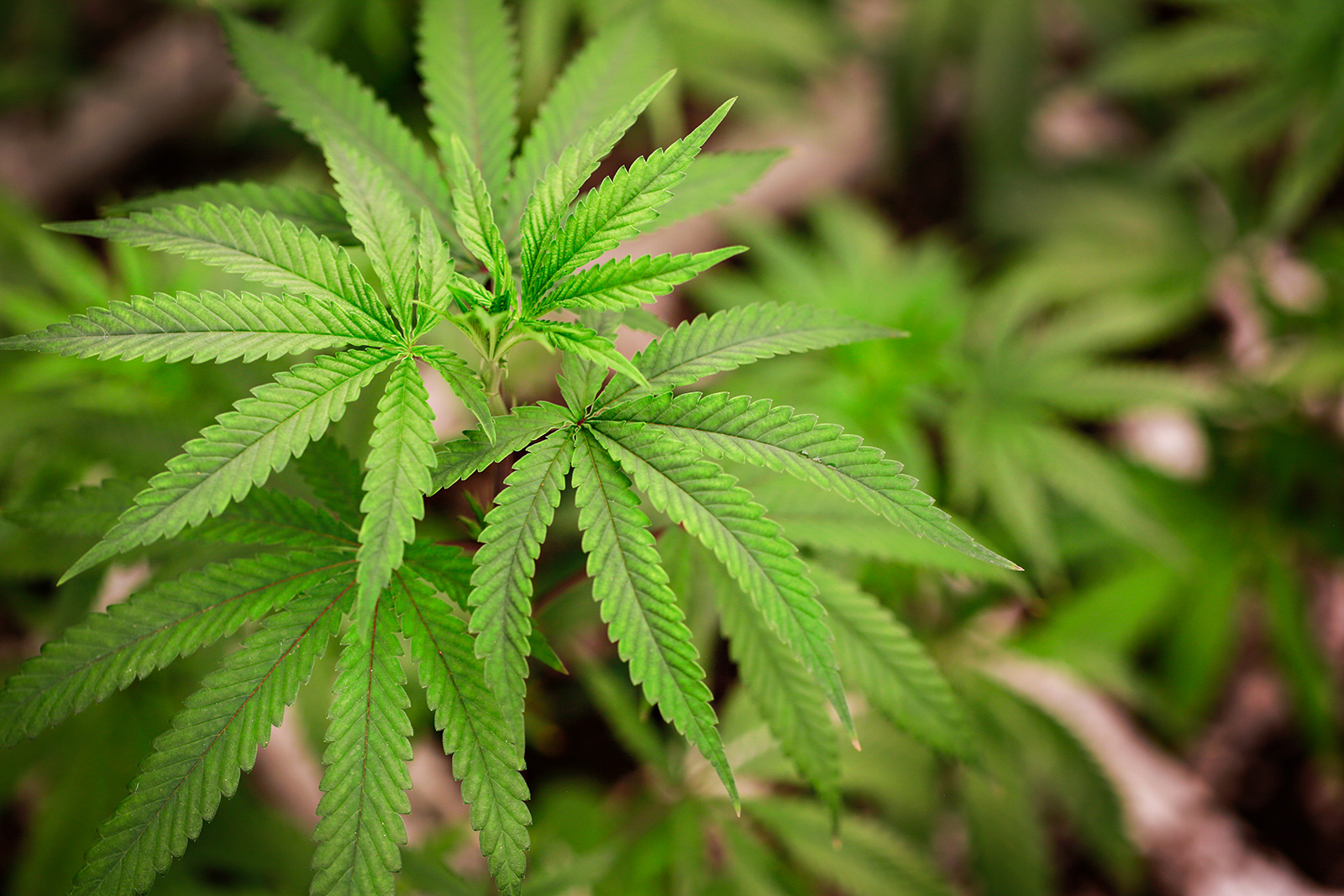 Kalispell Considers Marijuana Dispensary Zoning Options Flathead Beacon