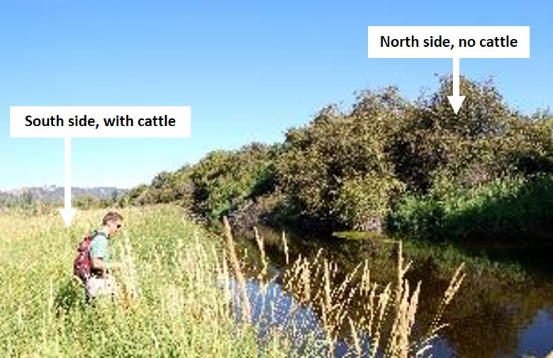 Ashley Creek Restoration Project Creating a Ripple Effect Flathead