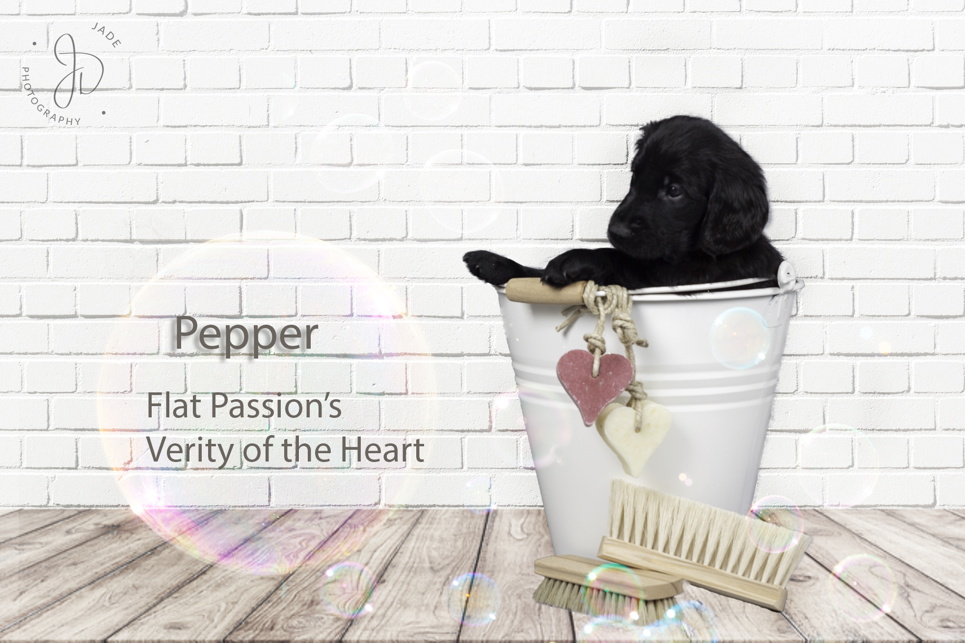 Flat Passion’s “V” nest (Hope & Quinto) Flat Passions