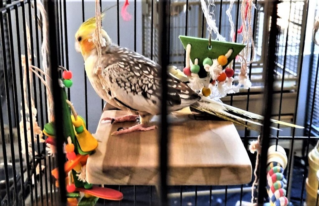 Flat Perches are the best for Disabled Birds. Flat Perch