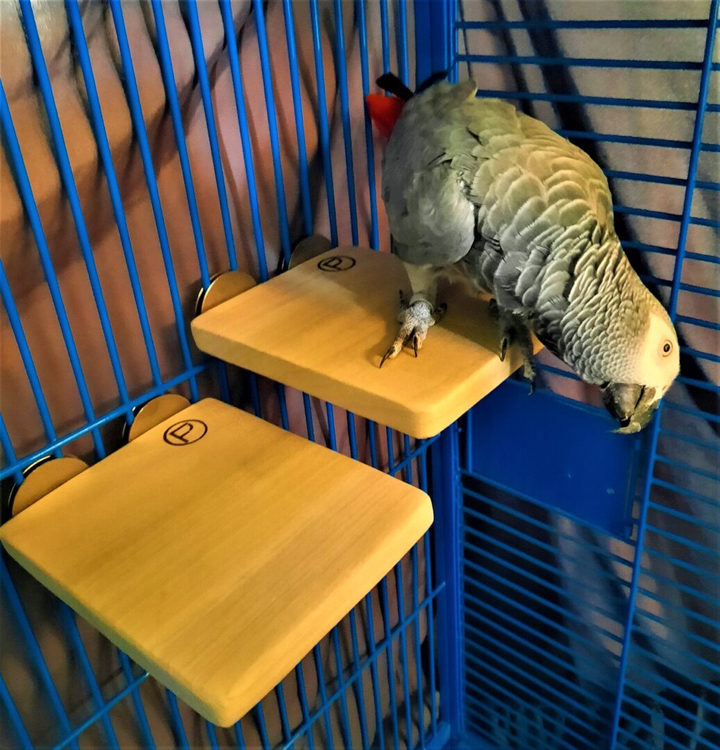 Flat Perch a relaxing spot for your birds to roost and rest.