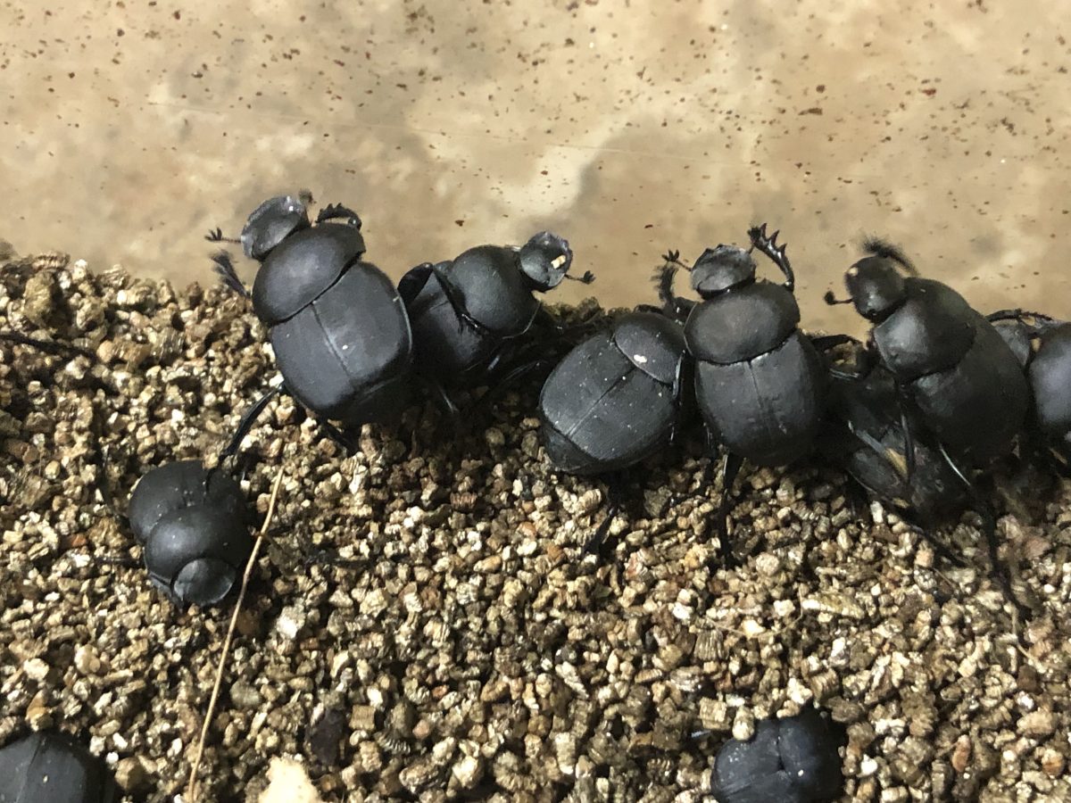 Buy Tumblebug Dung Beetles