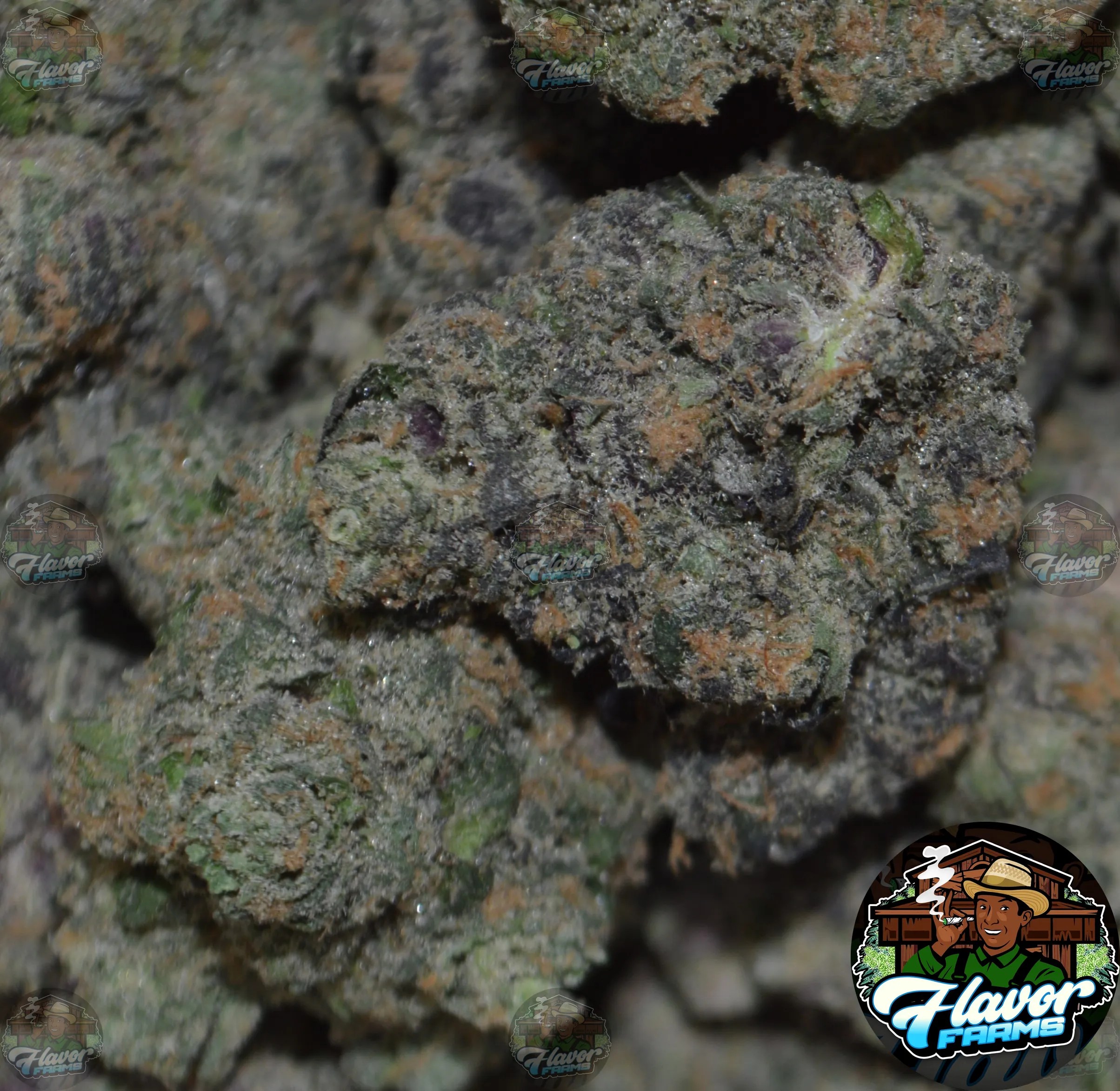 Triangle Mints Cannabis Strain Profile FLAVOR FARMS DC Cannabis DC