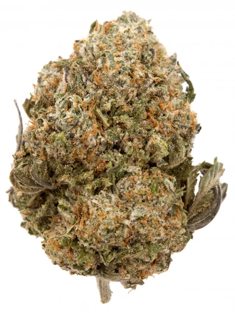 Sugar Cookie Strain Info Cannabis Strains Flavor Fix