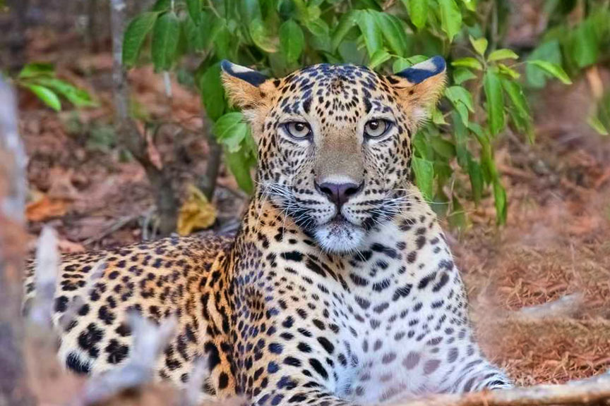 Home Flavours of Ceylon pvt ltd.Flavours of Ceylon pvt ltd.