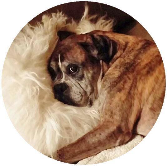 The Boxer Boxer Rescue Angels of Florida